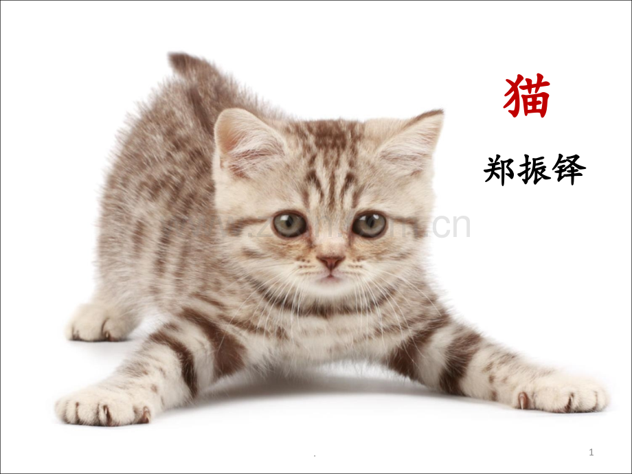 《16猫》优秀PPT课件.ppt_第1页