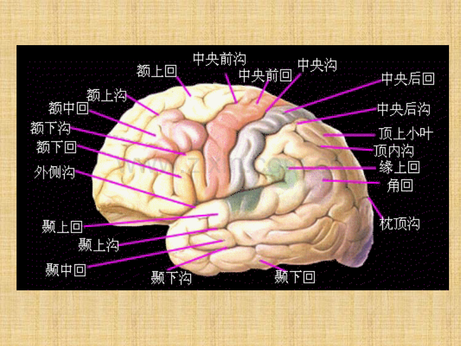 -MRI解剖—颅脑.ppt_第3页