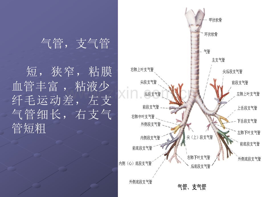 肺炎2014综述ppt课件.ppt_第2页