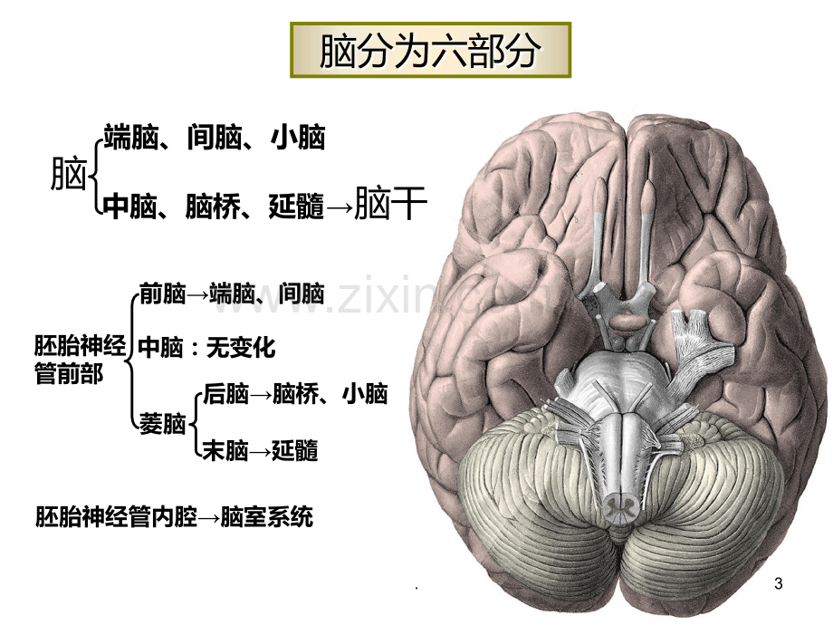 脑干-重点知识PPT课件.ppt_第3页