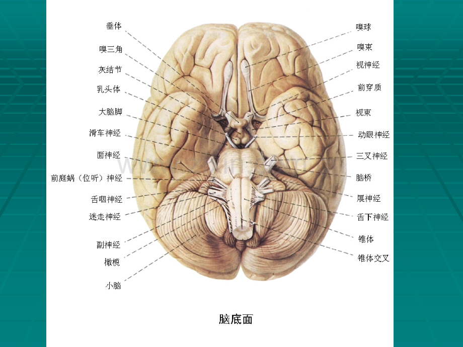 端脑-局部解剖.ppt_第3页