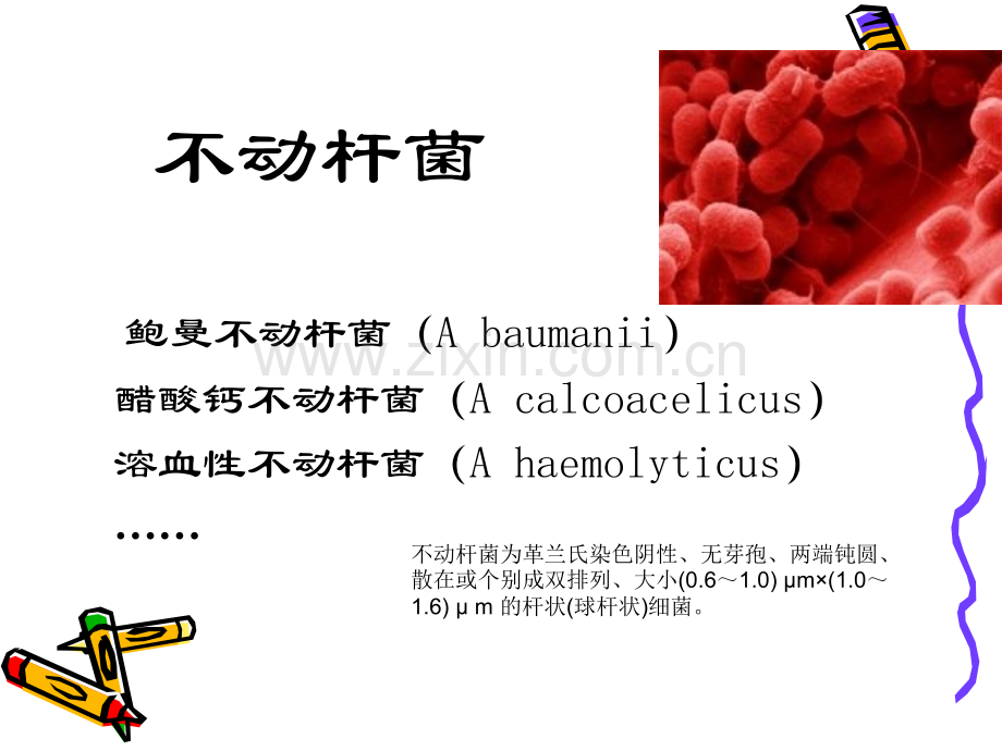 不动杆菌流行及治疗.ppt_第2页