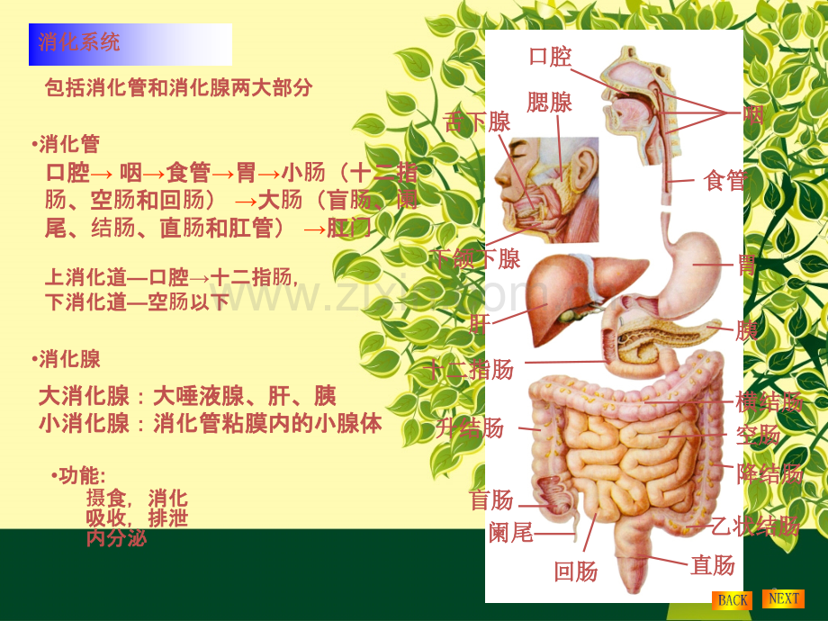 鼻饲法及注意事项.ppt_第2页