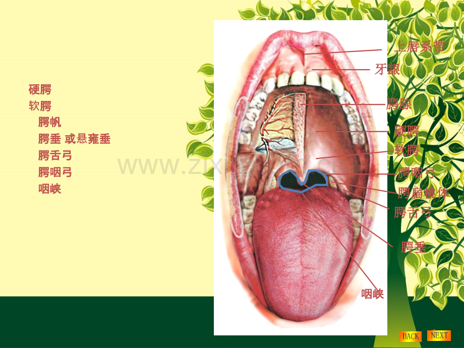 鼻饲法及注意事项.ppt_第3页