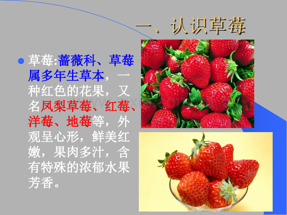 草莓高效栽培技术.ppt_第3页