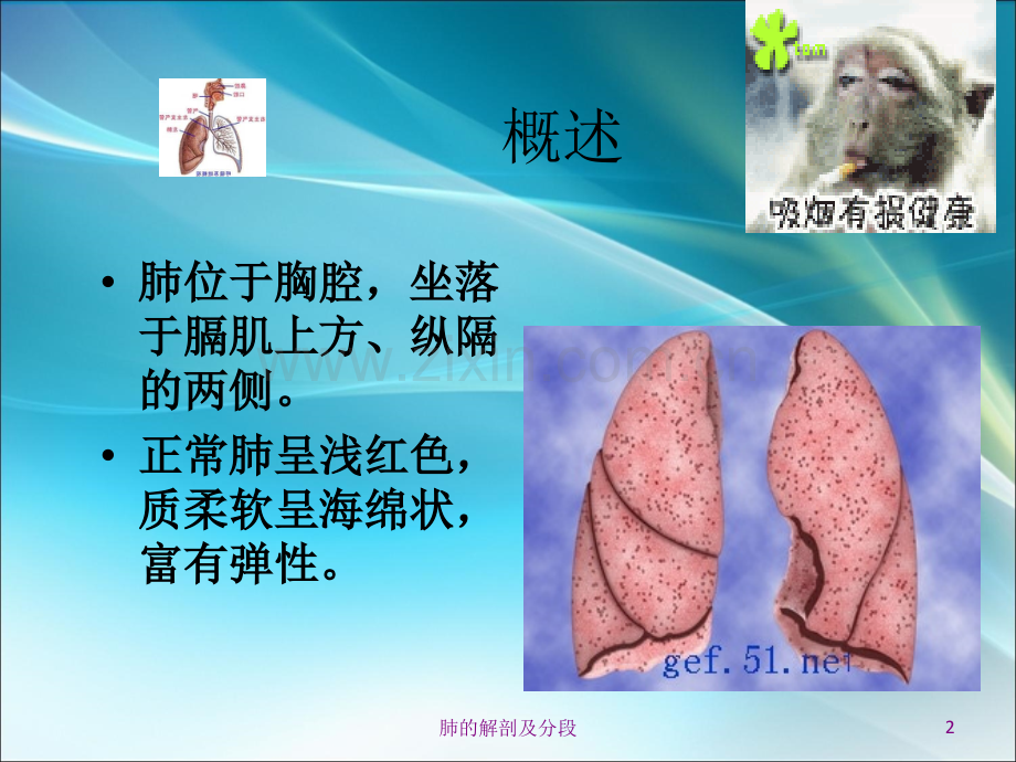 肺的解剖和生理ppt课件.ppt_第2页