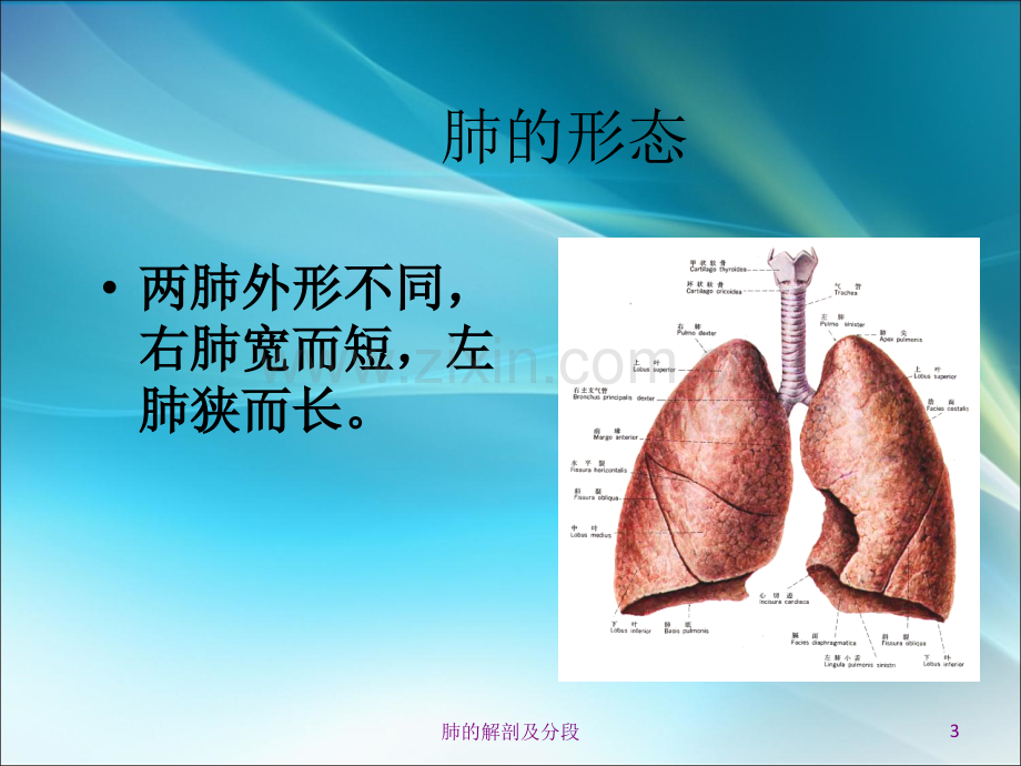 肺的解剖和生理ppt课件.ppt_第3页