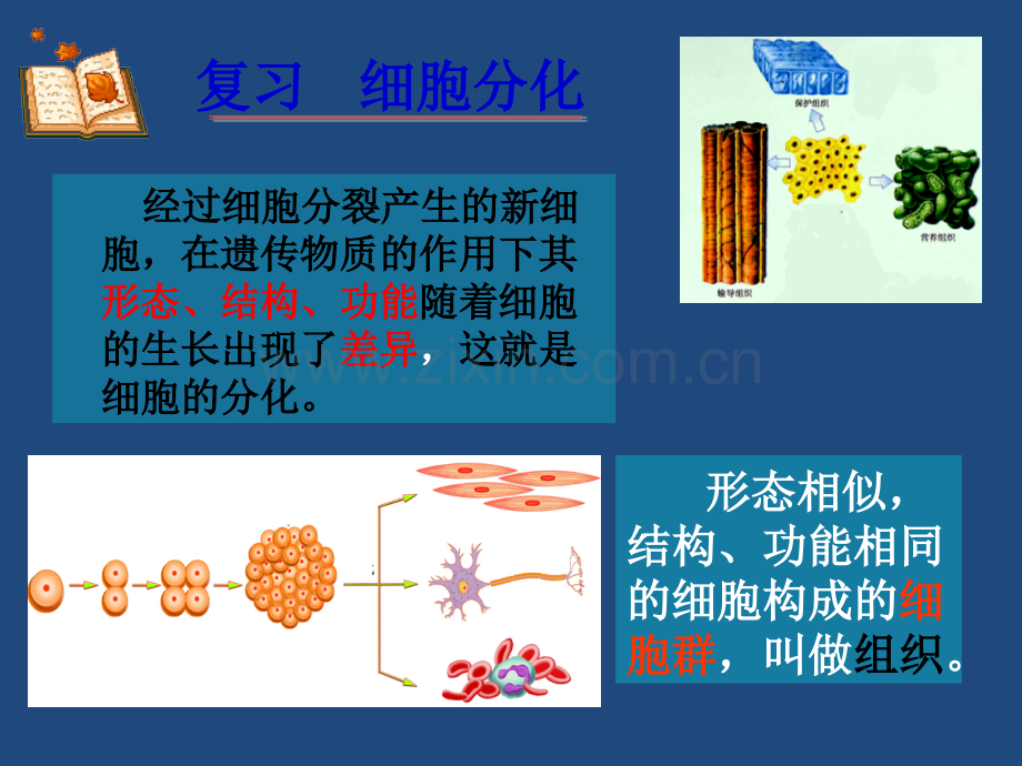 动植物的基本组织及多细胞生物体的结构ppt课件.ppt_第2页