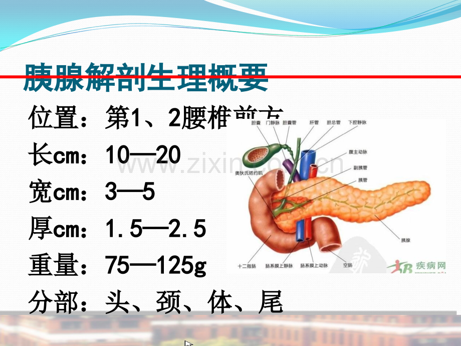 胰腺疾病讲课.ppt_第2页