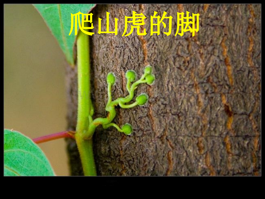 《爬山虎的脚》PPT课件.ppt_第1页