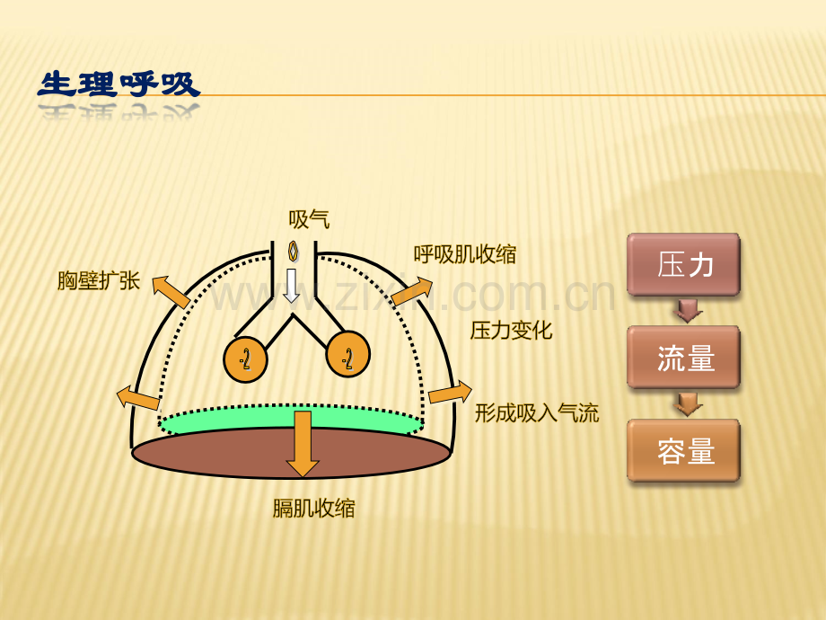 呼吸机波形分析ppt课件.pptx_第2页