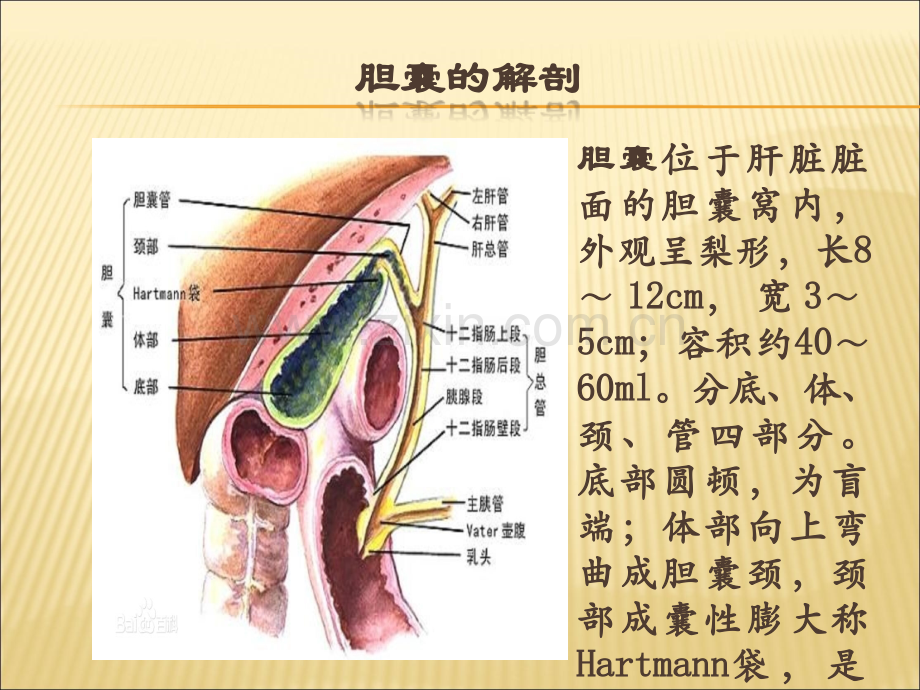 腹腔镜胆囊切除术护理查房.ppt_第2页