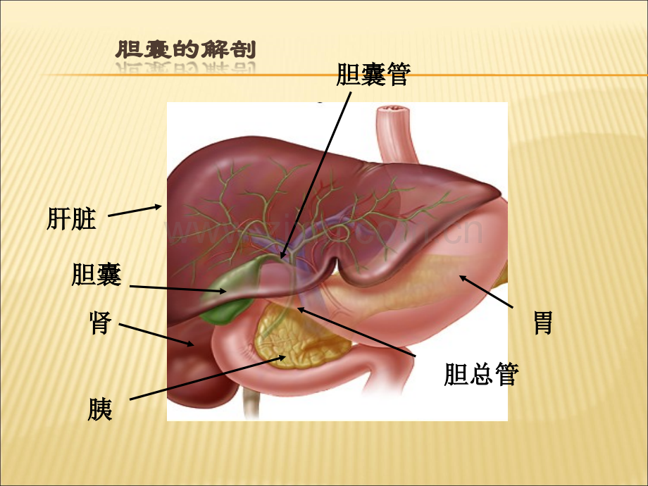 腹腔镜胆囊切除术护理查房.ppt_第3页