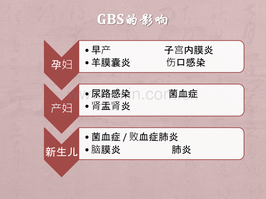 B族链球菌.ppt_第3页