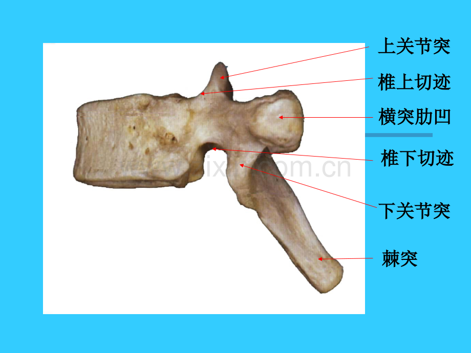 超实用脊椎解剖详解.ppt_第3页