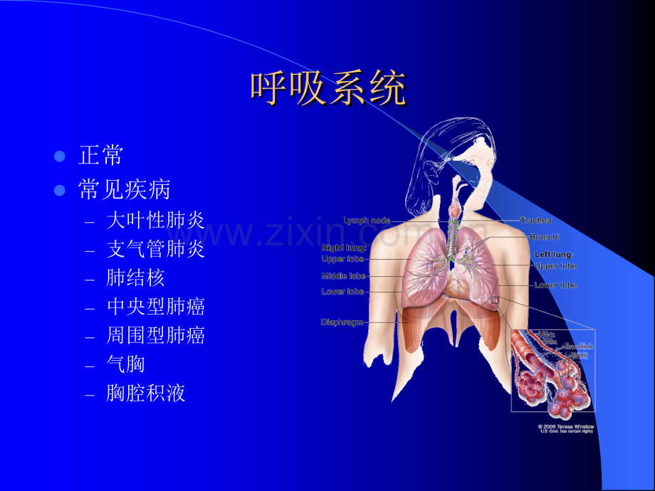 常见的X线和CT诊断ppt课件.ppt_第2页