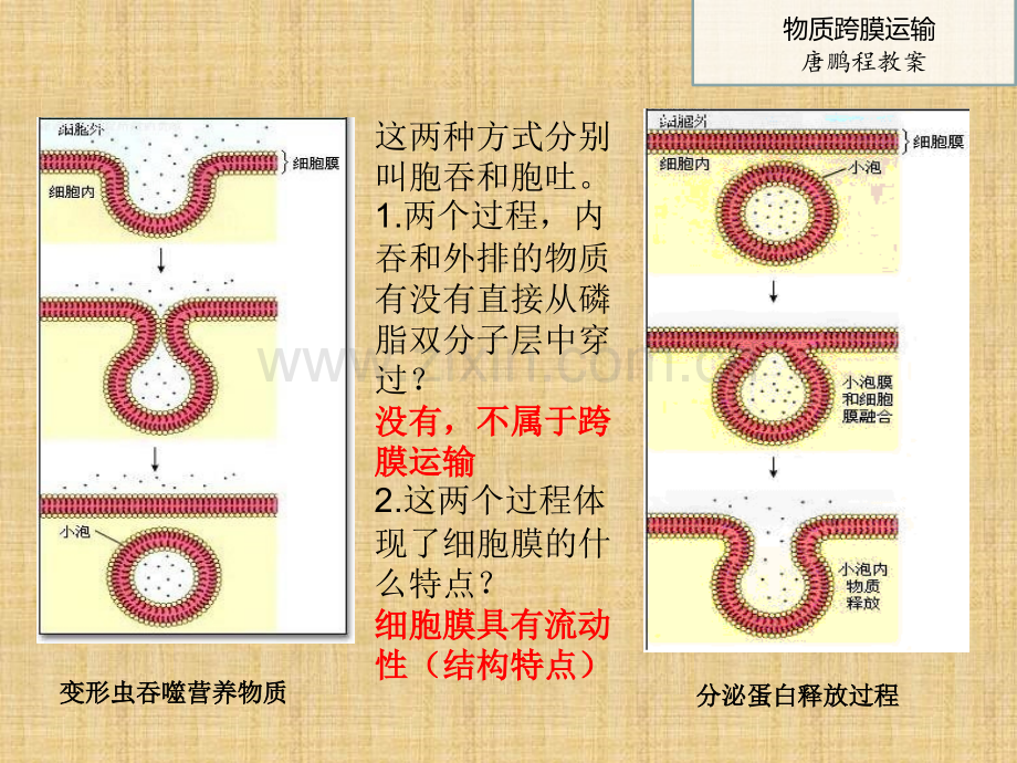 物质跨膜运输的三种方式.ppt_第3页