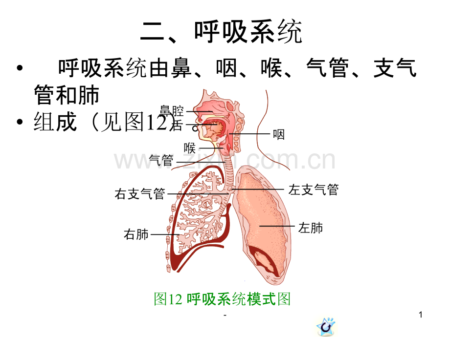 第一章呼吸系统PPT课件.ppt_第1页