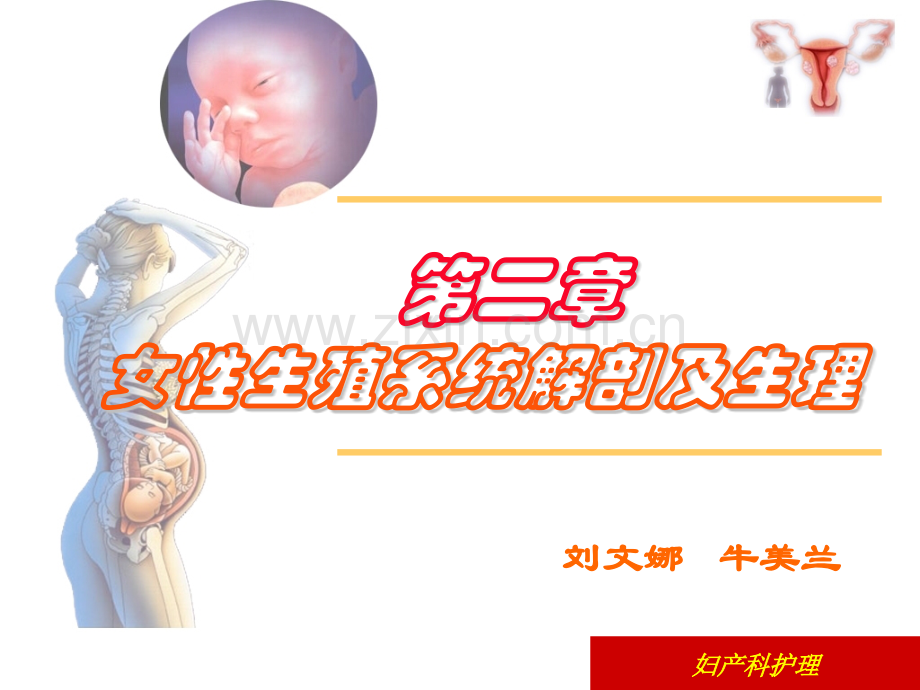 女性生殖系统解剖及生理ppt课件.pptx_第1页