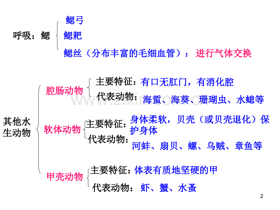 八年级上册生物期末复习提纲-初二生物ppt课件PPT课件.ppt_第2页