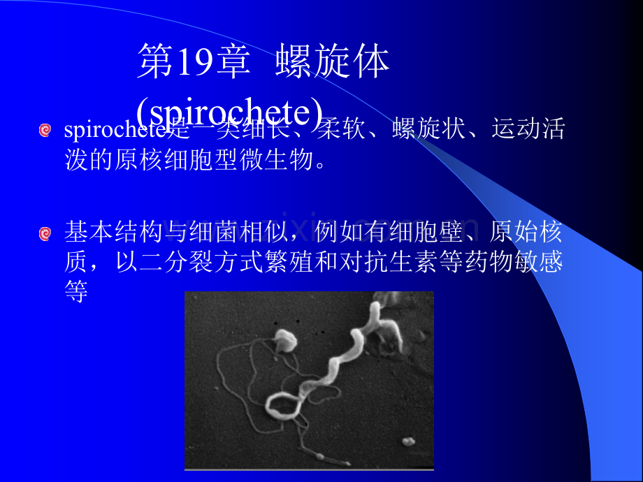 病原微生物之立克次体等ppt课件.ppt_第3页