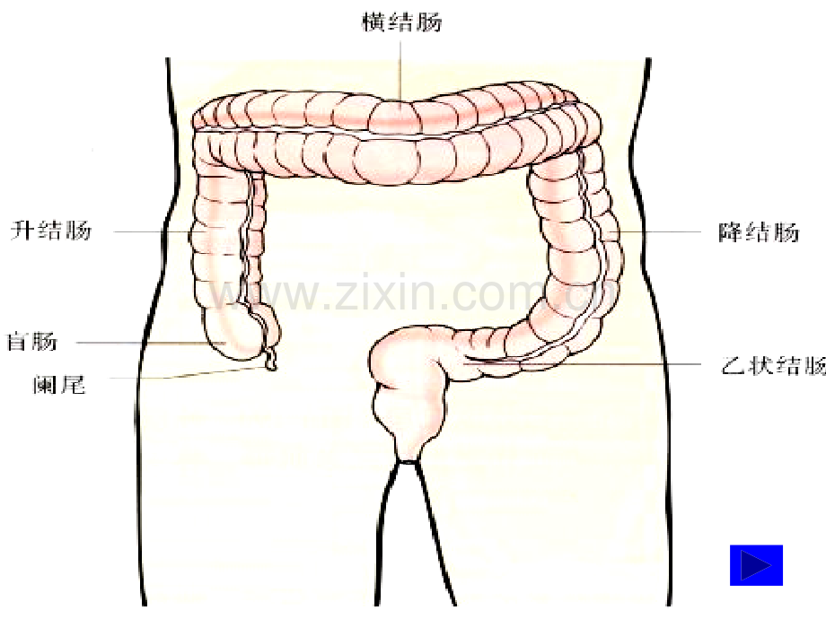 肠道排泄和泌尿道排泄ppt课件.ppt_第3页