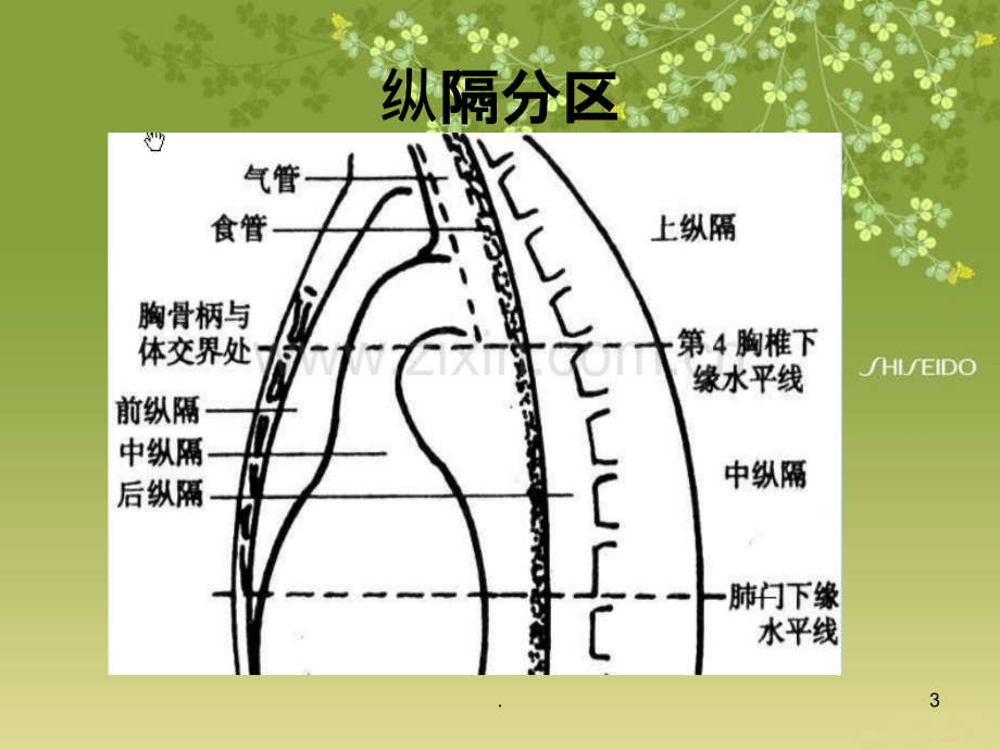 纵隔常见疾病影像学表现PPT课件.ppt_第3页