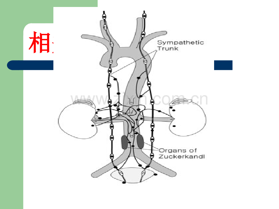 副节瘤ppt课件.ppt_第3页