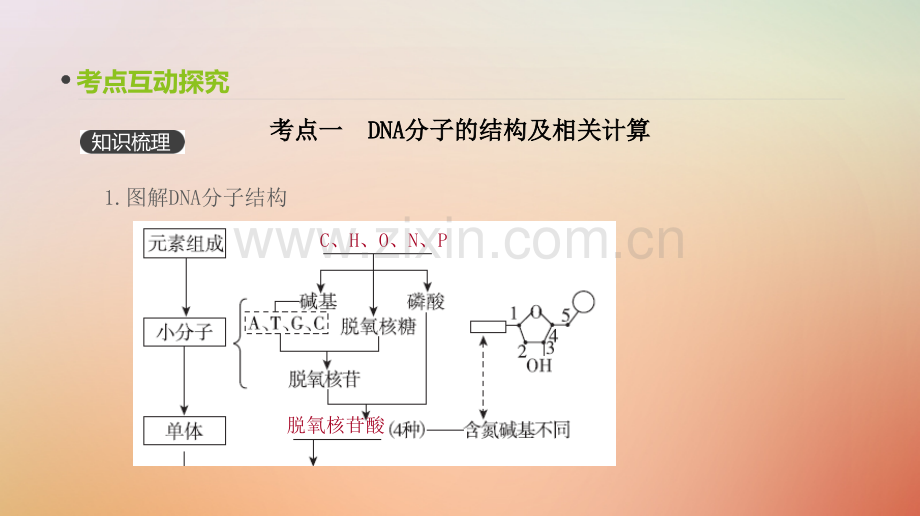 届高考生物一轮复习单元遗传的分子基础讲DNA分子的结构复制及基因的本质PPT课件.pptx_第2页