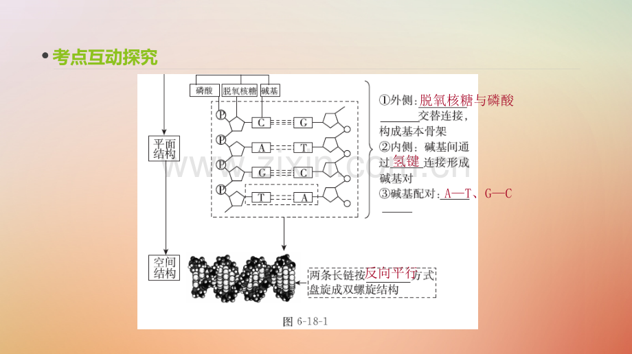 届高考生物一轮复习单元遗传的分子基础讲DNA分子的结构复制及基因的本质PPT课件.pptx_第3页