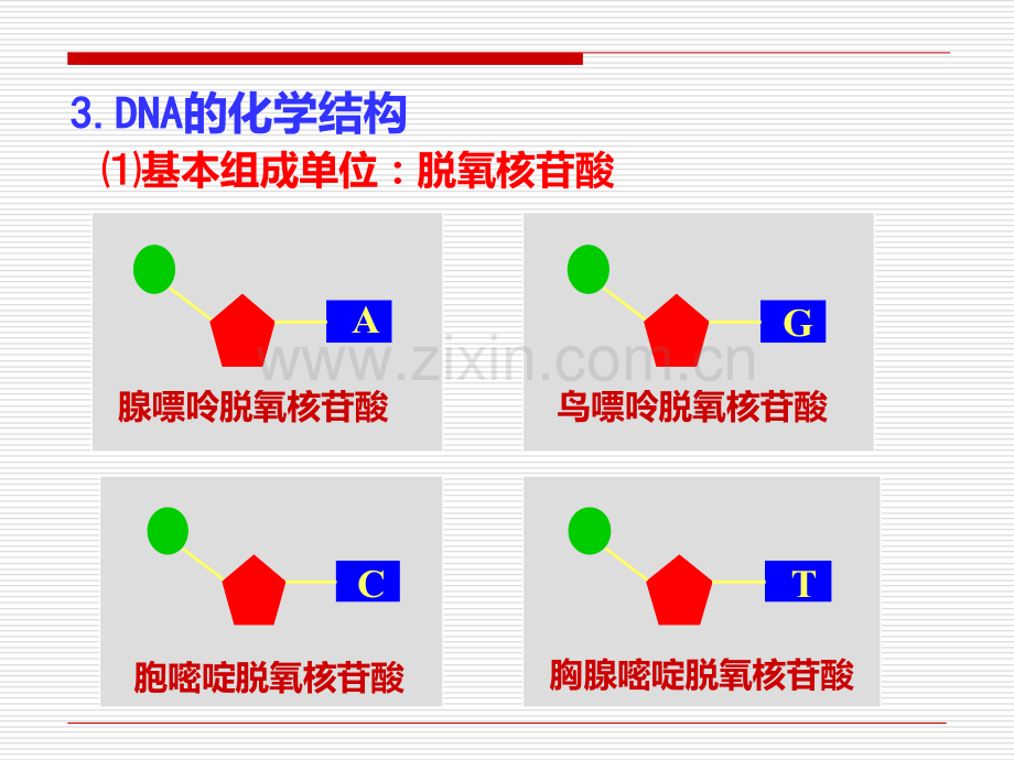 第二章--第三节-遗传信息的携带者—核酸PPT课件.ppt_第3页