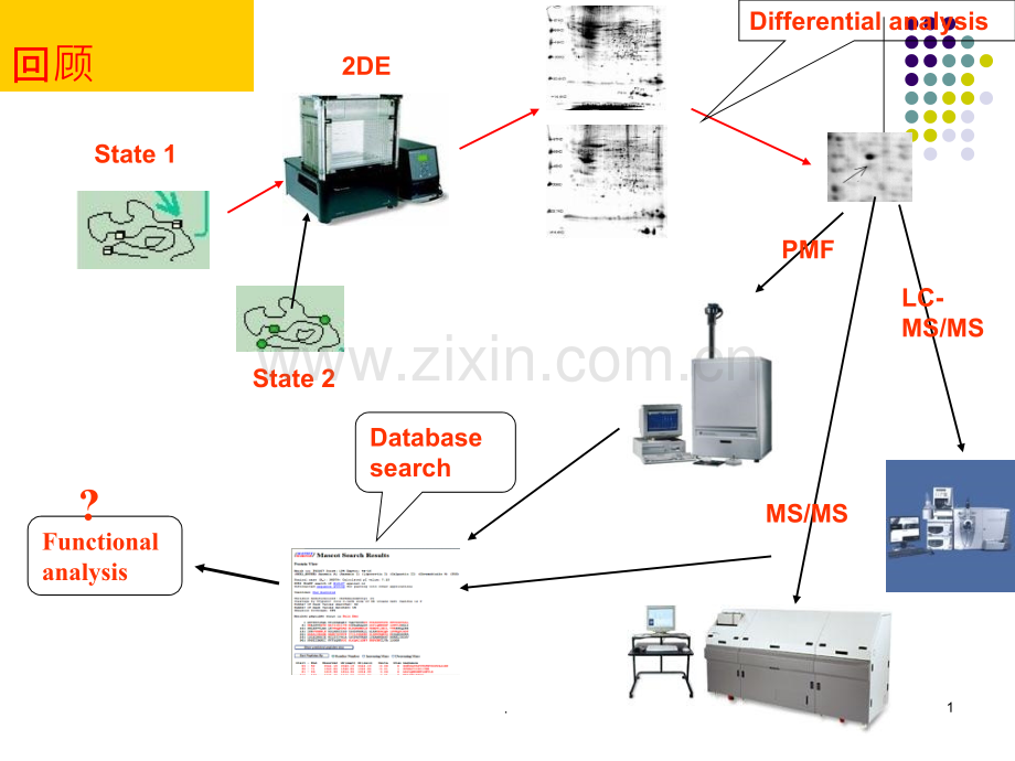 电泳图谱的图像分析及蛋白质消化技术ppt课件.ppt_第1页