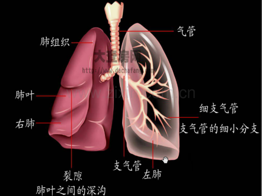 肺癌术后的护理查房ppt课件.ppt_第3页