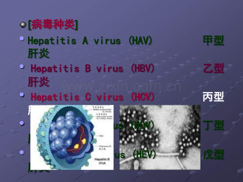 病毒性肝炎课件ppt课件.ppt_第3页