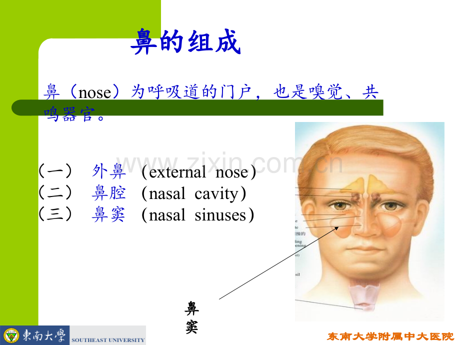 鼻的应用解剖及生理.ppt_第2页