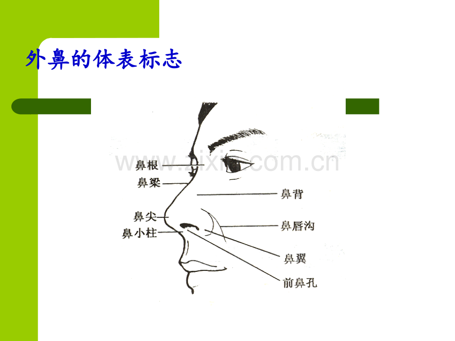 鼻的应用解剖及生理.ppt_第3页