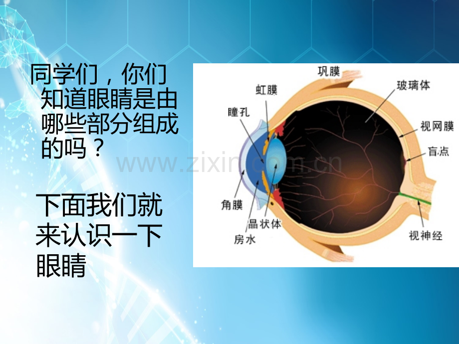 小学生视力健康.ppt_第3页