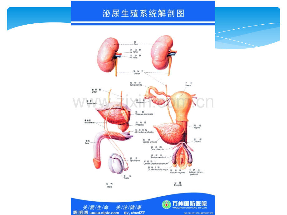 防病生活常识第五讲-泌尿系统常见疾病ppt课件.ppt_第3页