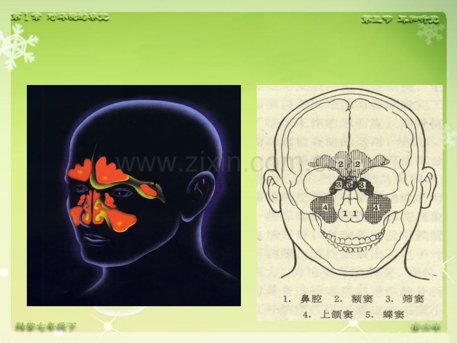 耳的应用解剖生理ppt课件.ppt_第2页