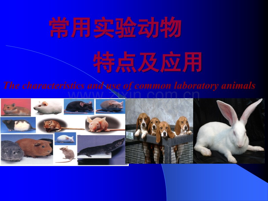 常用实验动物特性ppt课件.ppt_第1页