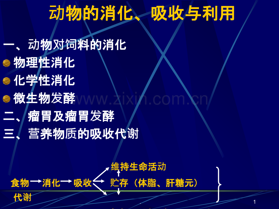 动物的消化、吸收与利用ppt课件.ppt_第1页