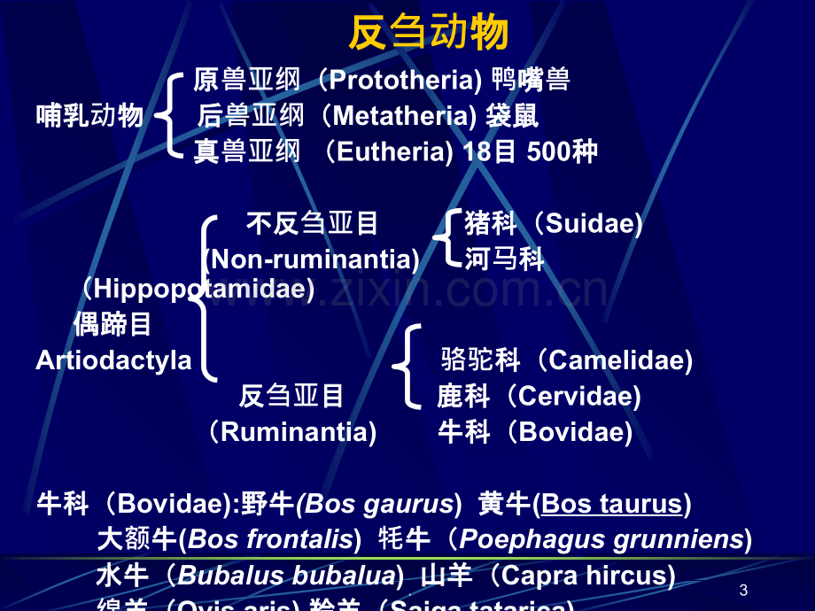 动物的消化、吸收与利用ppt课件.ppt_第3页