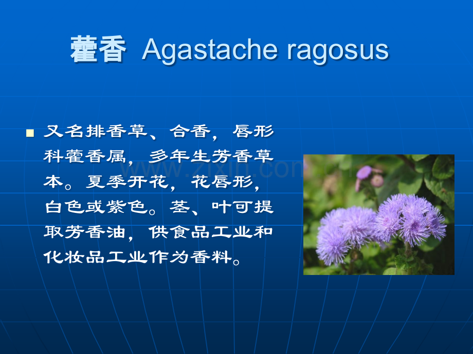 芳香植物图谱.ppt_第2页