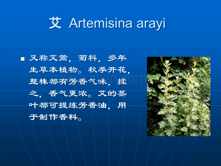 芳香植物图谱.ppt_第3页