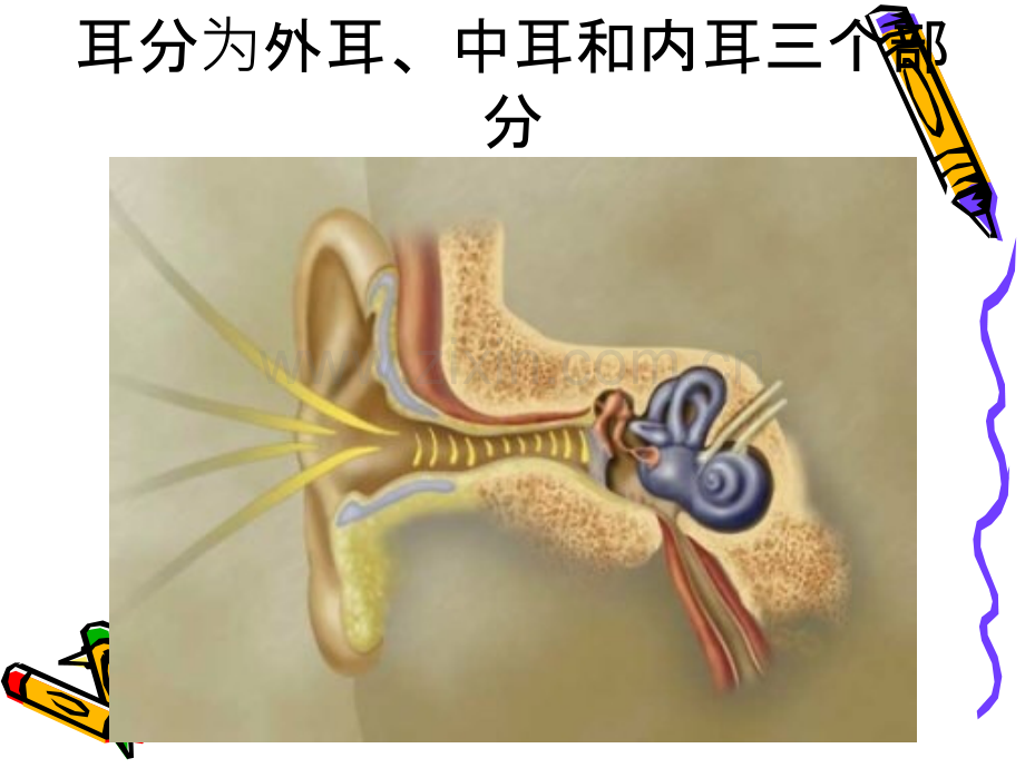 耳解剖及生理.ppt_第2页