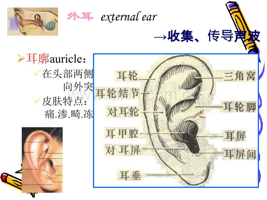 耳解剖及生理.ppt_第3页