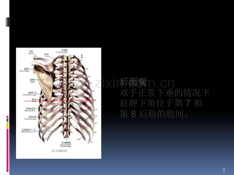 胸腔积液定量-ppt课件.pptx_第3页