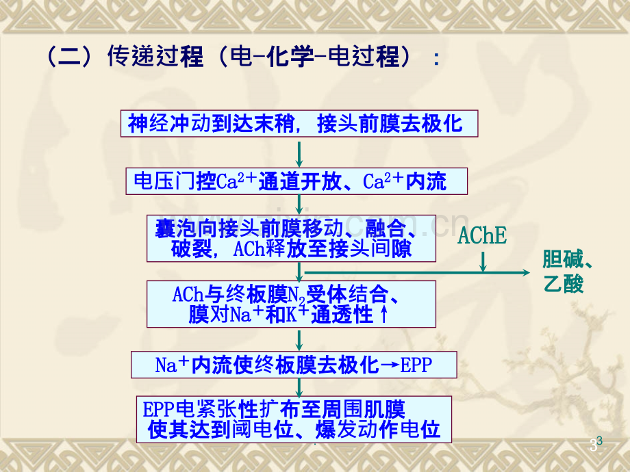 动物生理学第四节肌细胞功能修改PPT课件.ppt_第3页