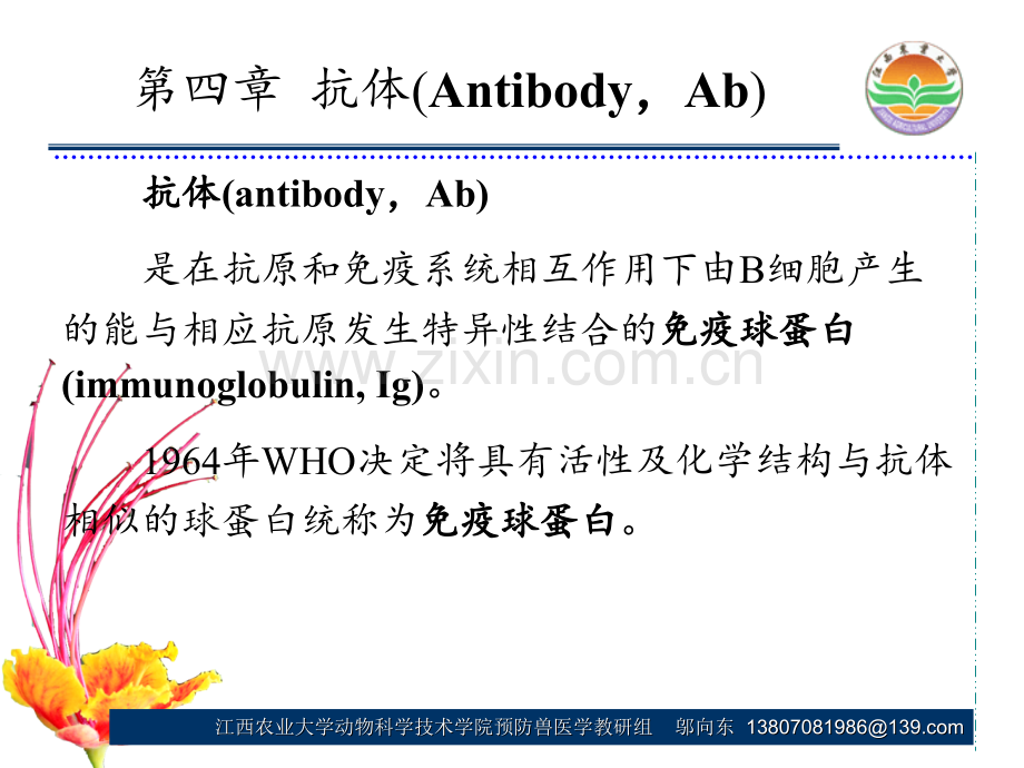 第四章抗体PPT课件.ppt_第1页