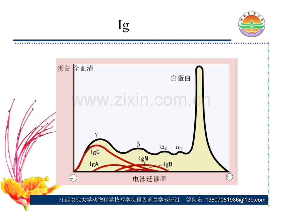 第四章抗体PPT课件.ppt_第2页